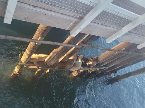 Seals resting underneath the pier